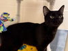 adoptable Cat in , IA named NALA