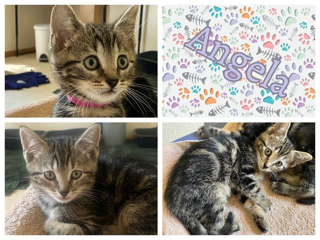 adoptable Cat in Ames, IA named ANGELA
