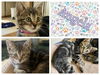 adoptable Cat in , IA named ANGELA