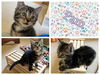 adoptable Cat in , IA named PAM