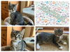 adoptable Cat in , IA named MICHAEL