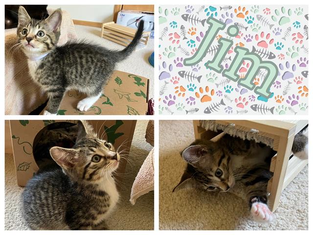 adoptable Cat in Ames, IA named JIM