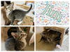 adoptable Cat in , IA named JIM