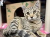 adoptable Cat in , IA named TOBY