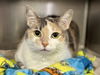 adoptable Cat in , IA named IZARA