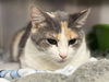 adoptable Cat in , IA named ARINA