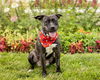 adoptable Dog in  named IZZY