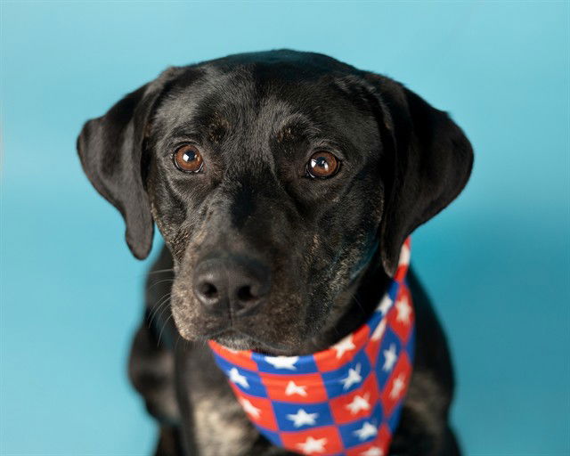 adoptable Dog in Ames, IA named CREED