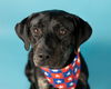 adoptable Dog in  named CREED