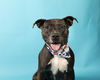 adoptable Dog in  named JAYDE