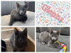 adoptable Cat in , IA named GLENNA