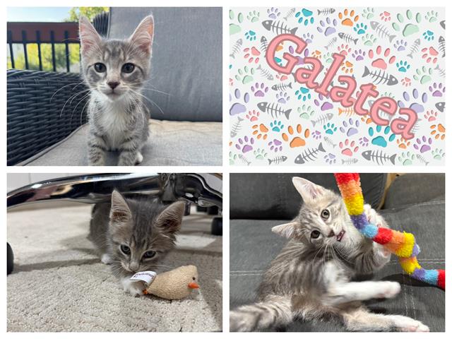 adoptable Cat in Ames, IA named GALATEA