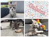 adoptable Cat in , IA named GALATEA
