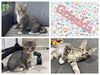 adoptable Cat in , IA named GRISELDA