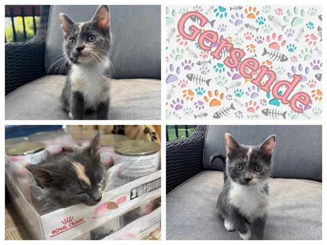 adoptable Cat in Ames, IA named GERSENDE