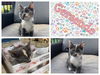 adoptable Cat in , IA named GERSENDE