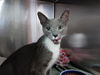 adoptable Cat in , IA named VENETTA