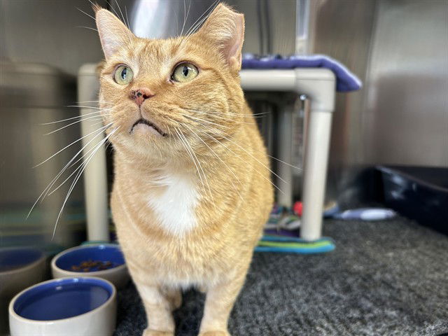 adoptable Cat in Ames, IA named ROMEO