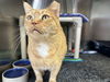 adoptable Cat in , IA named ROMEO