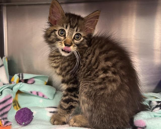 adoptable Cat in Ames, IA named YADIRA