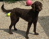 adoptable Dog in  named CHLOE