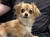 adoptable Dog in  named CALILA