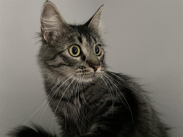 adoptable Cat in Ames, IA named ELSIE