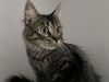 adoptable Cat in  named ELSIE