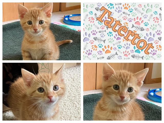 adoptable Cat in Ames, IA named TATERTOT