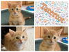adoptable Cat in , IA named TATERTOT
