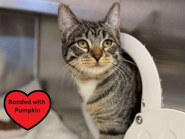 adoptable Cat in Ames, IA named POPTART
