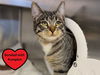 adoptable Cat in , IA named POPTART