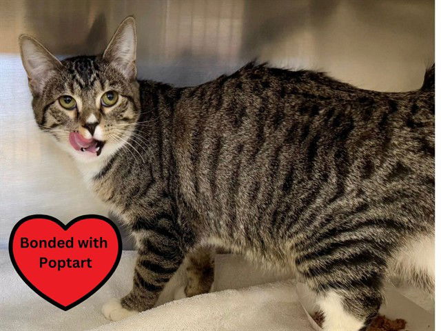adoptable Cat in Ames, IA named PUMPKIN