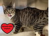 adoptable Cat in , IA named PUMPKIN