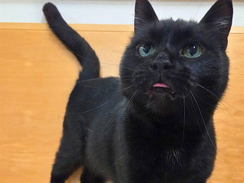 picture of the cat needing adoption