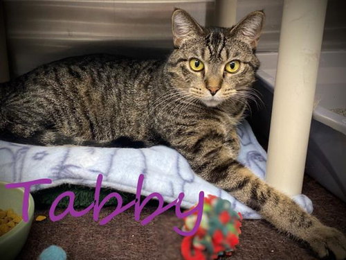 picture of the cat needing adoption