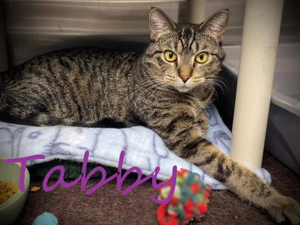 TABBY