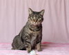 TABBY - Photo 1