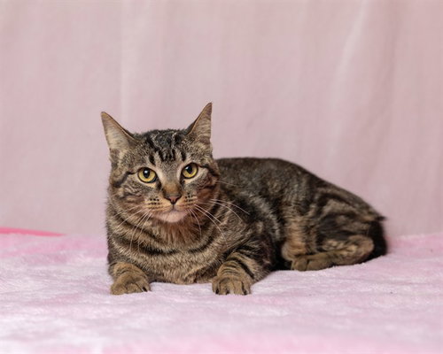 picture of the cat needing adoption