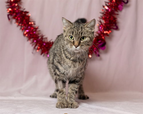 picture of the cat needing adoption