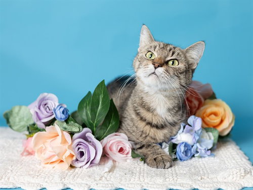 picture of the cat needing adoption