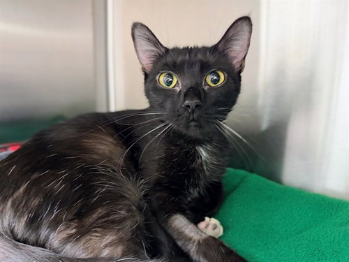 picture of the cat needing adoption