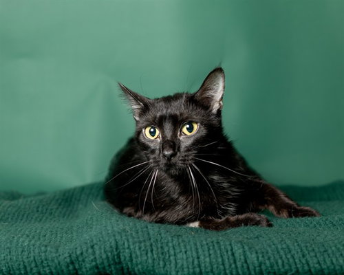 picture of the cat needing adoption