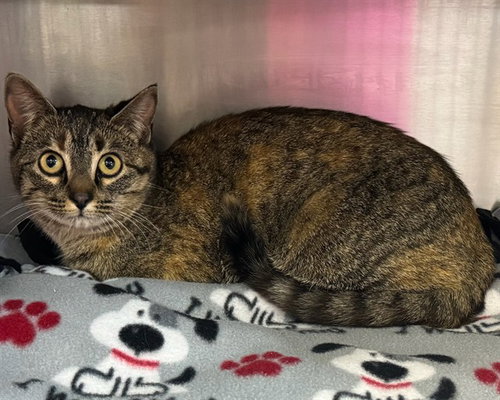 picture of the cat needing adoption