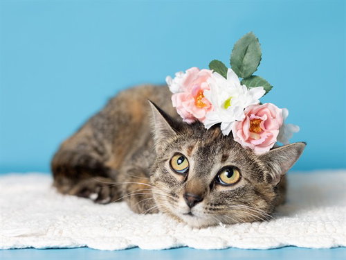 picture of the cat needing adoption