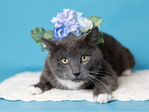 picture of the cat needing adoption