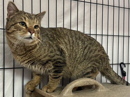 picture of the cat needing adoption