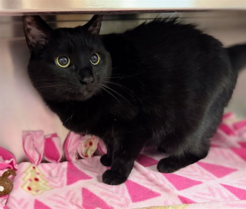 picture of the cat needing adoption
