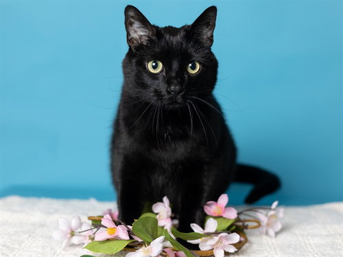 picture of the cat needing adoption