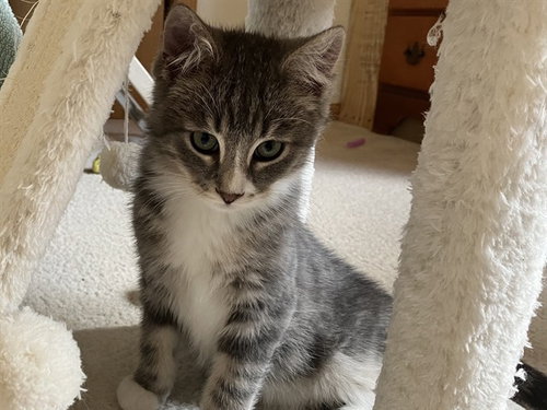 picture of the cat needing adoption